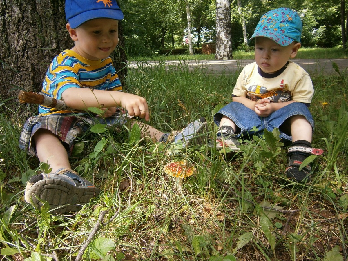 Изучают мухомор.