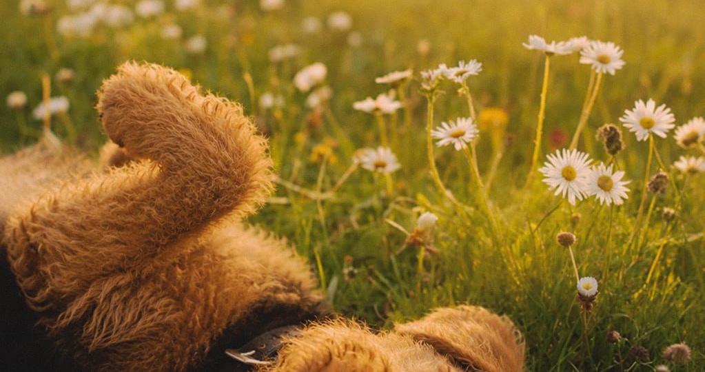 🌼 С первым днем лета