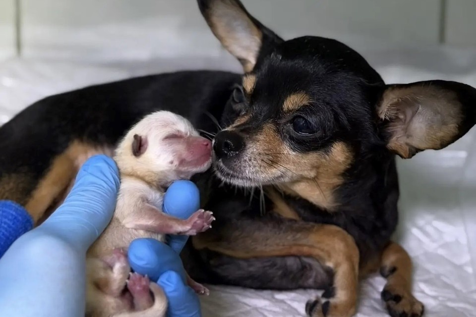    Родители щенка - той-терьер и шпиц. Фото: Макс-канал Ветеринар Илья.