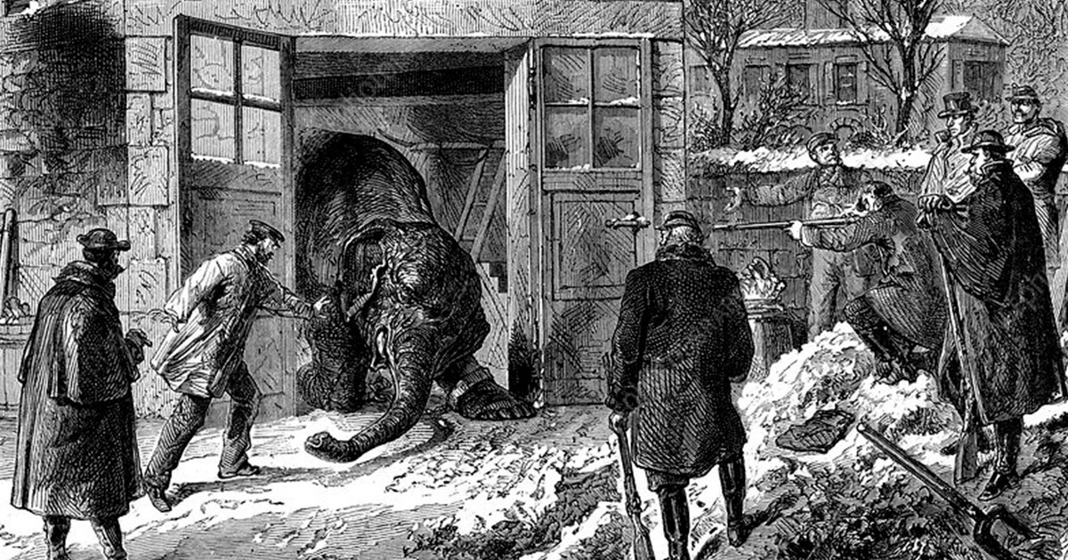 Убийство слона ради мяса. Иллюстрация: Gazette des Absents