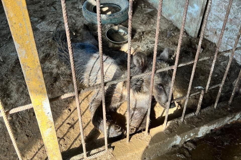    Из скандального зоопарка осталось вызволить только медведей. Фото: волжская межрегиональная природоохранная прокуратура