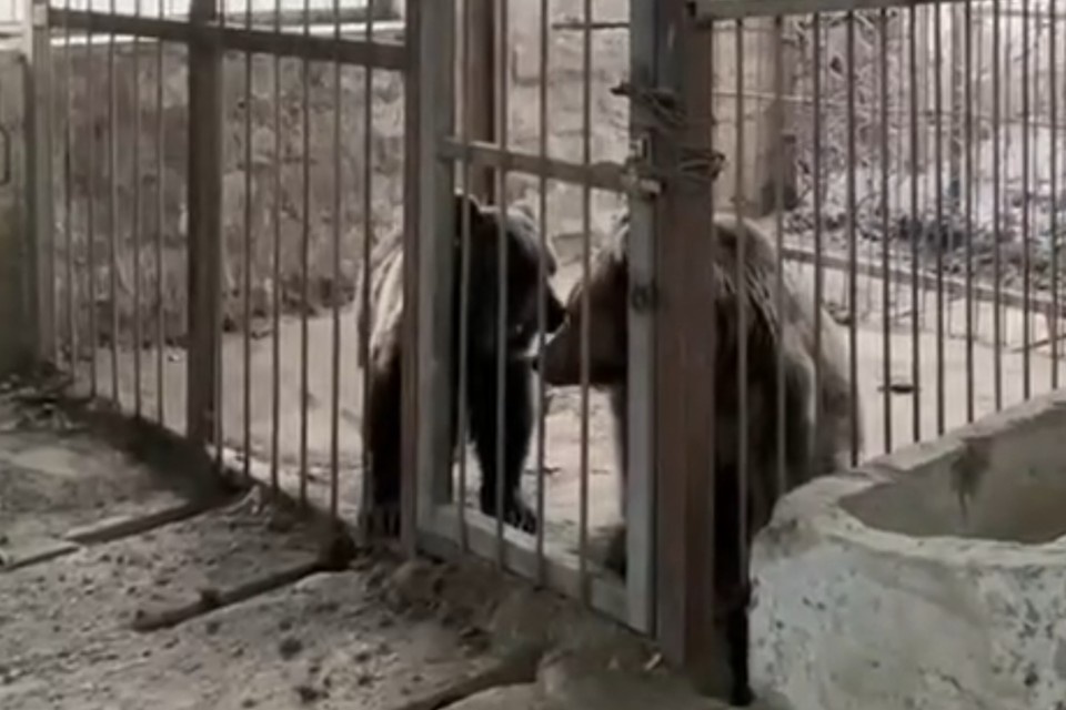    Медведи живут в бетонной коробке с маленьким окошком. Фото: стоп-кадр видео очевидцев