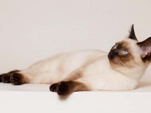 источник фото: https://www.purina.ru/sites/default/files/styles/ttt_image_510/public/2023-05/%D0%BA%D0%B0%D0%BA_%D0%BF%D0%B5%D1%80%D0%B5%D0%B2%D0%B5%D1%81%D1%82%D0%B8_%D0%B2%D0%BE%D0%B7%D1%80%D0%B0%D1%81%D1%82_%D0%BA%D0%BE%D1%88%D0%BA%D0%B8_5.jpg?itok=gbWfnAlf
