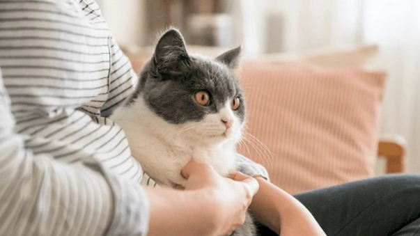 Кот