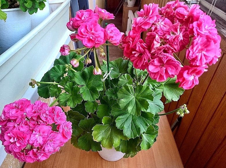Не только такие пышные шапки  - на ней куча бутонов.