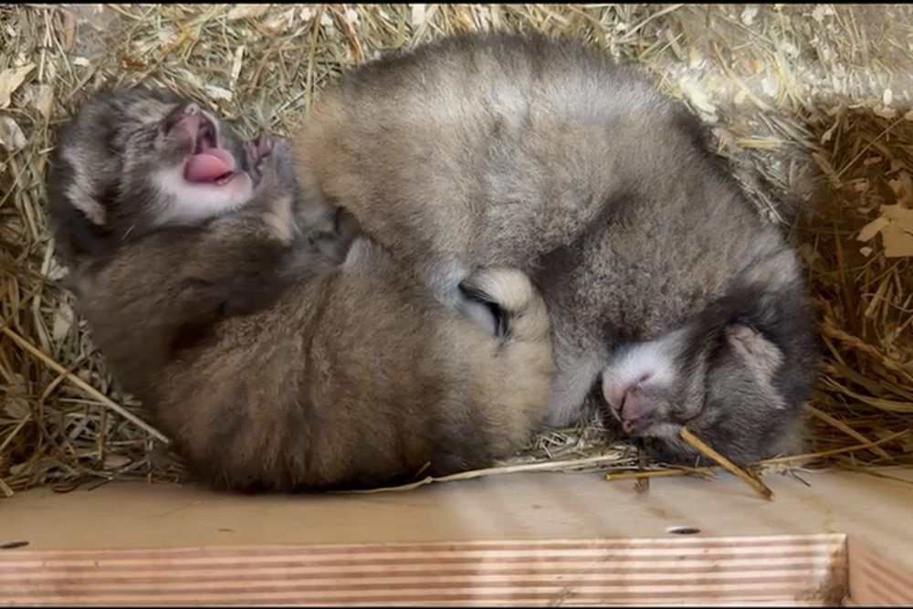    vk.com/spbzoopark