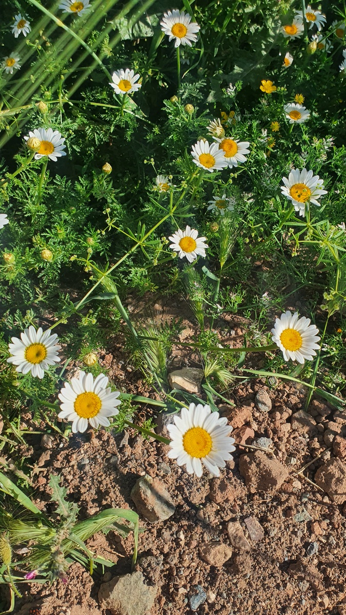 Papatya 