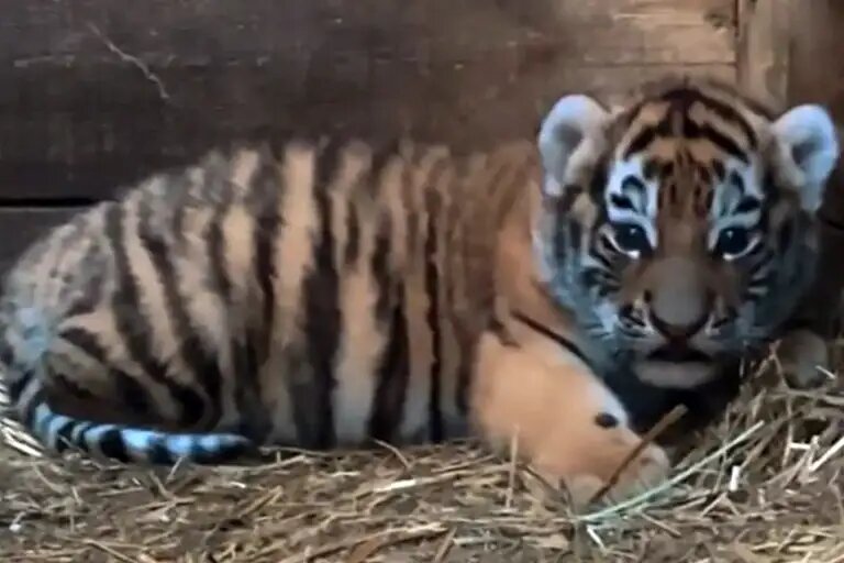    Скриншот видео из инстаграма зоопарка Караганды