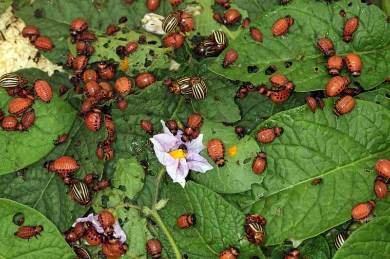 Колорадский жук на картофельном кусте. Весит меньше полуграмма, но за 75 лет не сдал ни одной позиции