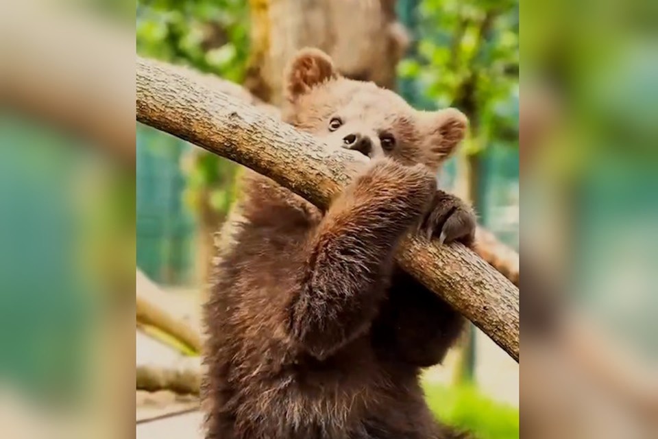    Мишкам очень нравится на новом месте. Фото: стоп-кадр видео зоопарка Нальчика