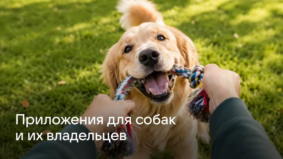     В статье рассказываем о приложениях для владельцев собак. В подборку вошли интернет-магазины, ветеринарные аптеки и приложения для ухода за питомцем.