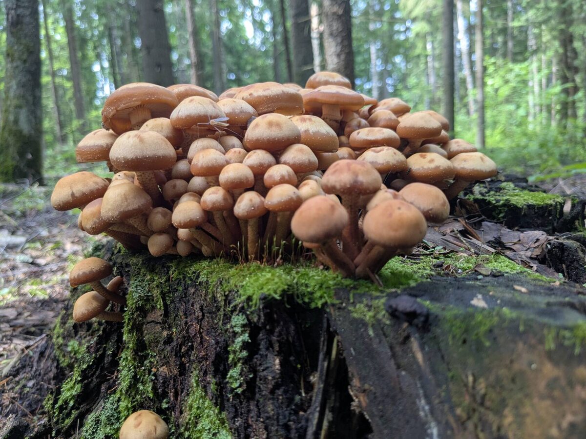 Летние опята. Автор фото - Sveta. До чего ж мне нравятся ее работы!