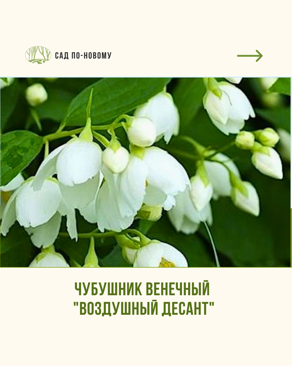 Листайте галерею по стрелочке вправо