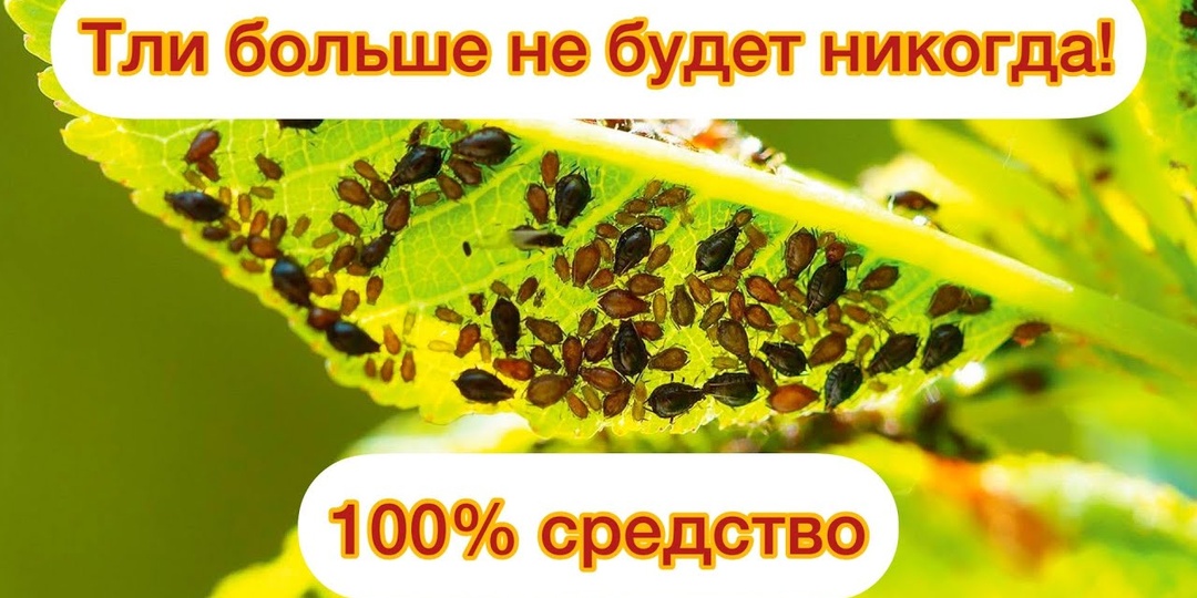 Какие народные средства эффективны против тли: биология вредителя и технология природной защиты