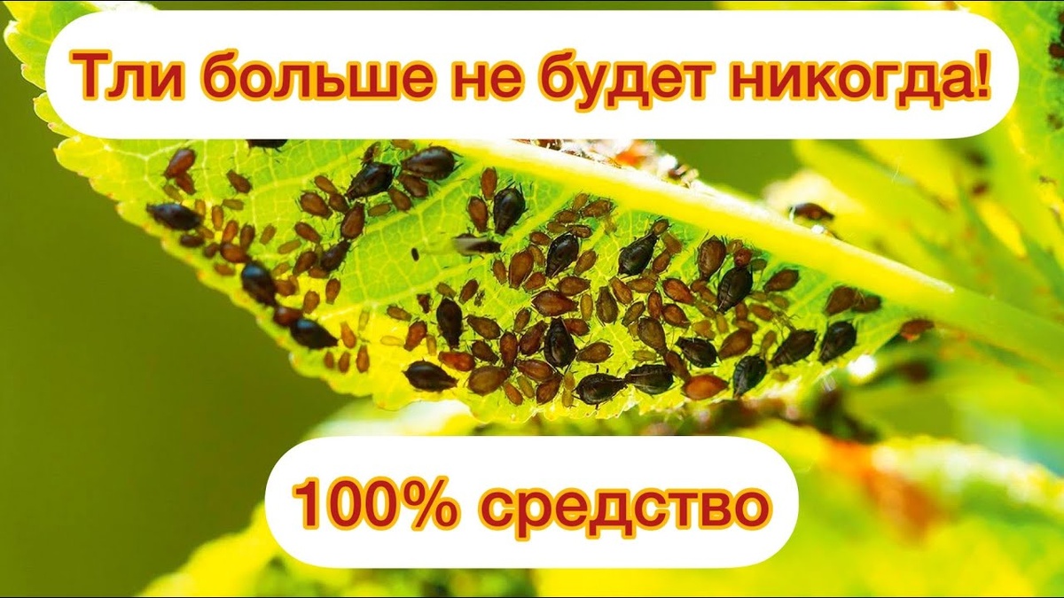 Какие народные средства эффективны против тли?