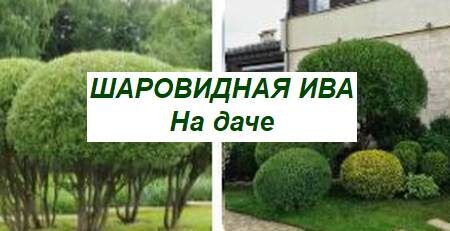 Шаровидная ива на даче