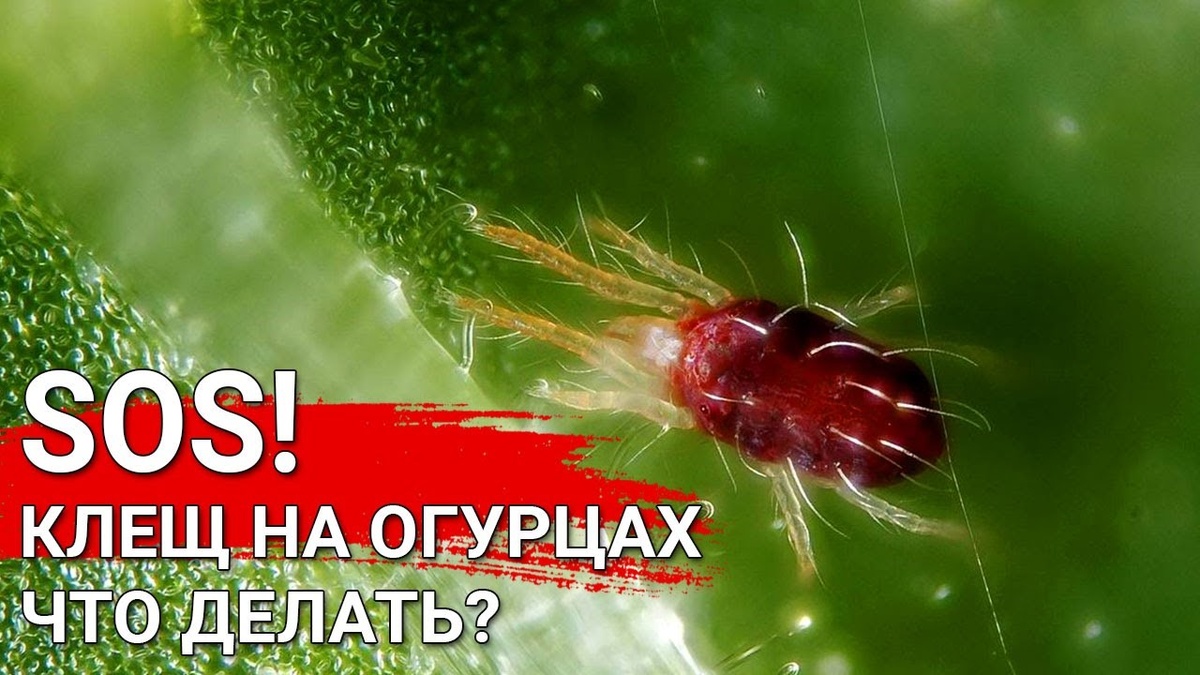 Что делать, если на огурцах появилась паутинный клещ?