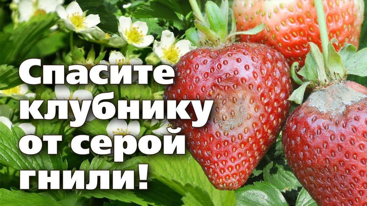 Как защитить клубнику от серой гнили?