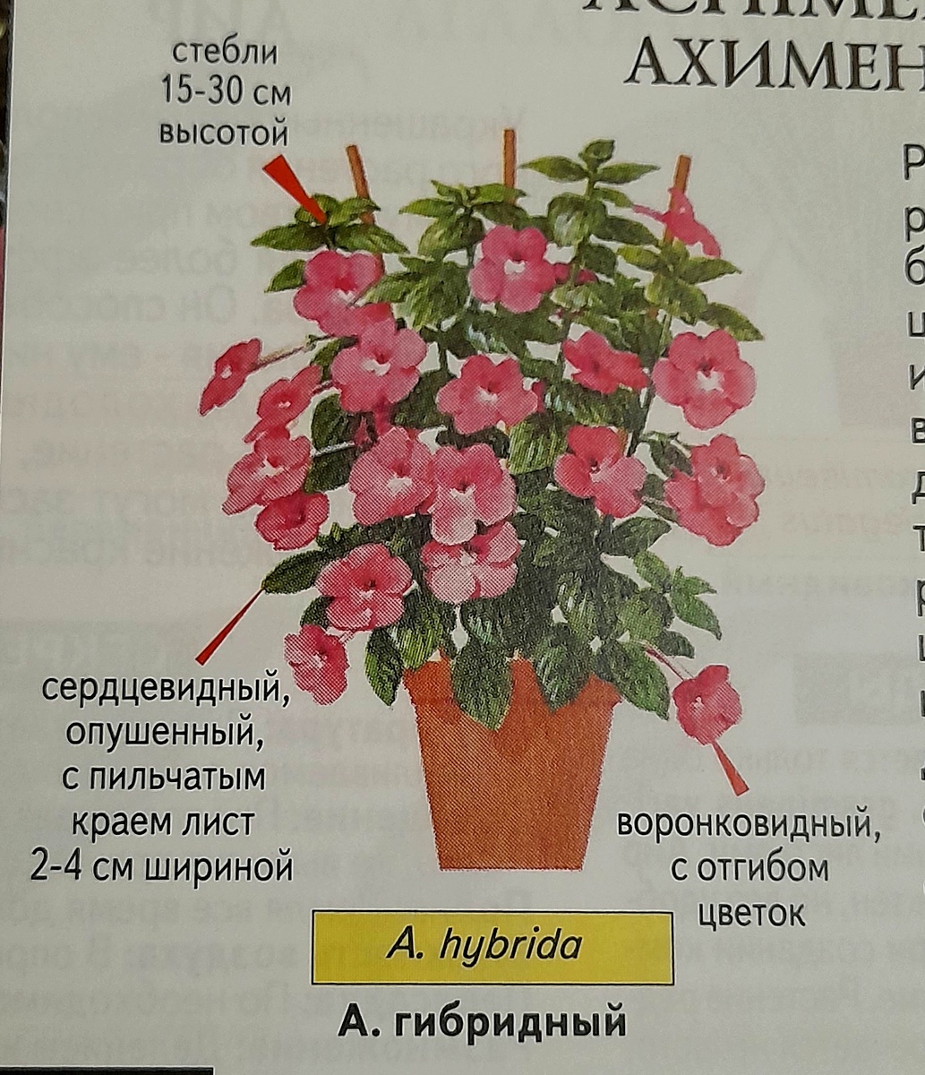 Фото автора канала из кники "Всё о комнатных растениях"