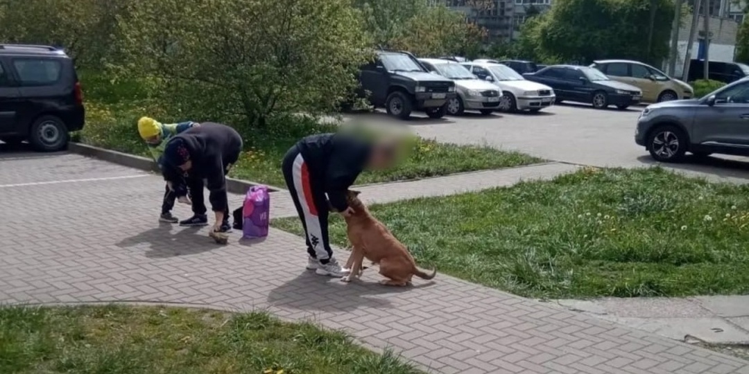 «Я отбивала сына утюгом»: в Чкаловске нашлись новые жертвы стаффорда и его беспечных владельцев