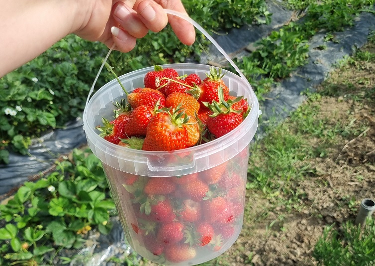 Клубника на даче