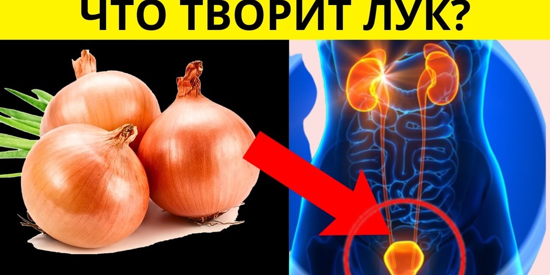 Учёные назвали 5 причин, почему стоит есть лук каждый день и когда он противопоказан