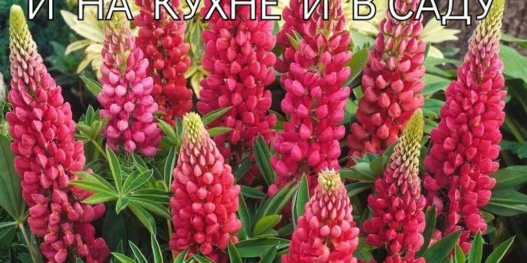 Люпин /многолетник/. Выращивание.