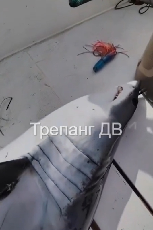    Источник фото: Скрин видео