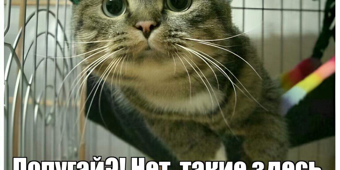 Мемы с котиками для отличного настроения: 15 смешных фото про кошачий мирный договор