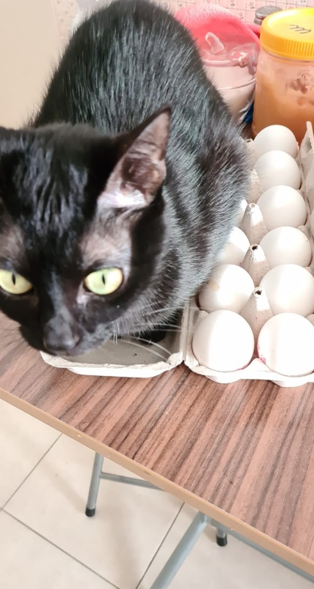 Кошечка Светы Чернышевой))) А то, вдруг не признала. Потом собачку выложу. Люк, кажется собакена  зовут.    Потом.... ещё чье-нибудь фото....