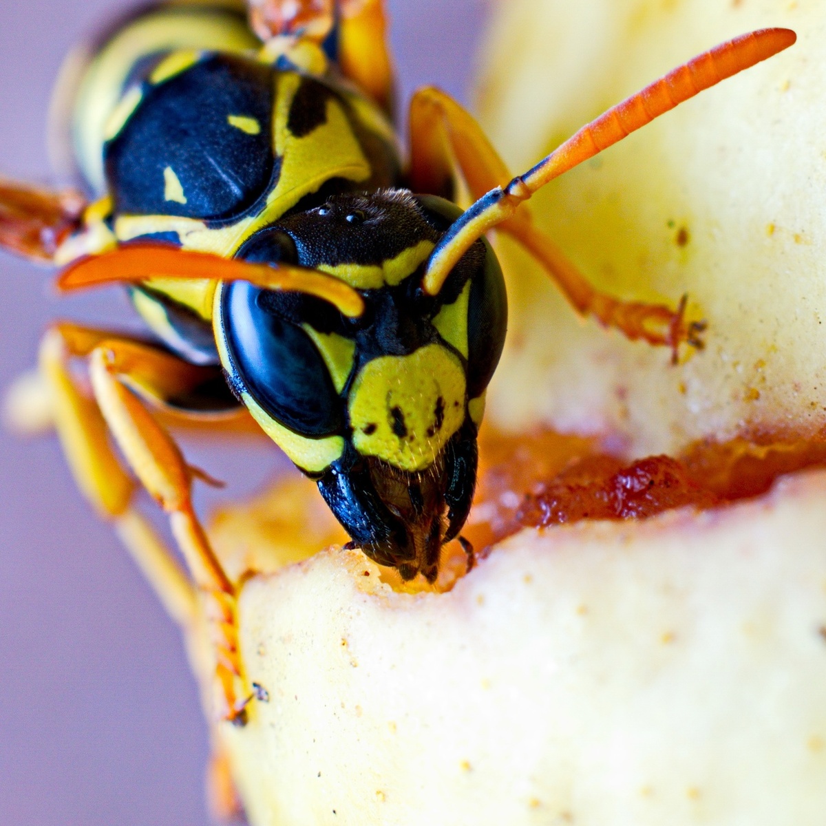 Европейская бумажная оса (Polistes dominula)