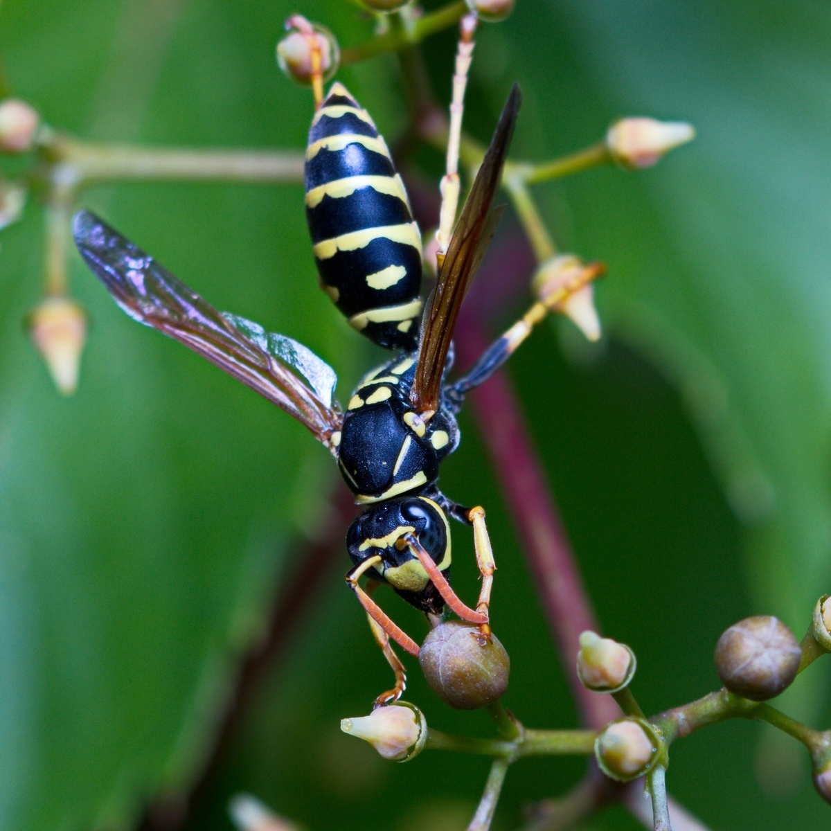 Европейская бумажная оса (Polistes dominula)
