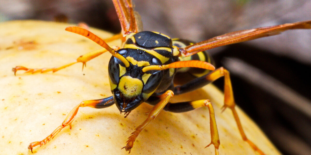 Повелительница картона - Европейская бумажная оса (Polistes dominula)