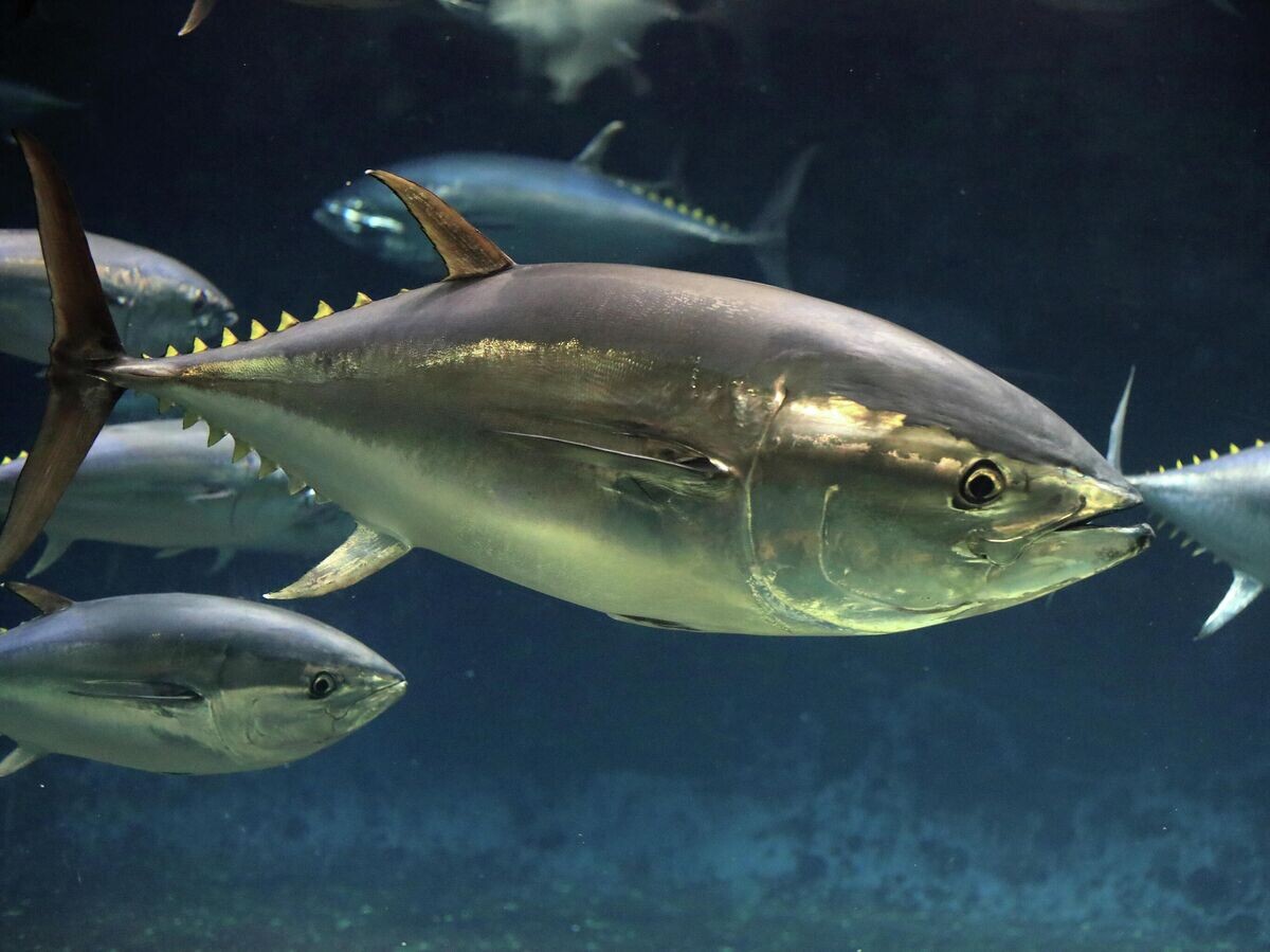    Тихоокеанский голубой тунец (Thunnus orientalis) | © Depositphotos.com / Feather0510