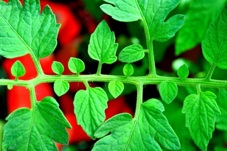 Ссылка на фото: https://img.freepik.com/premium-photo/close-up-green-leaves_1048944-1754854.jpg?semt=ais_hybrid&w=740