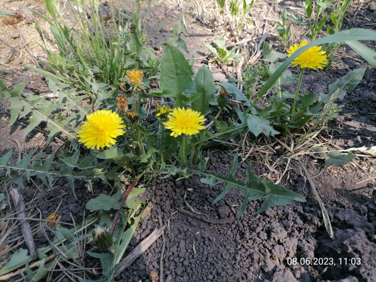 Главный сорняк на моем участке - одуванчик, фото автора