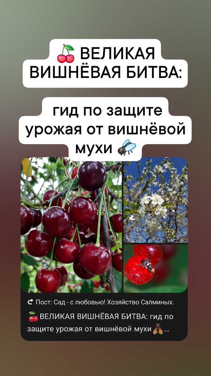 🍒ВЕЛИКАЯ ВИШНЁВАЯ БИТВА: гид по защите урожая от вишнёвой мухи🪰
