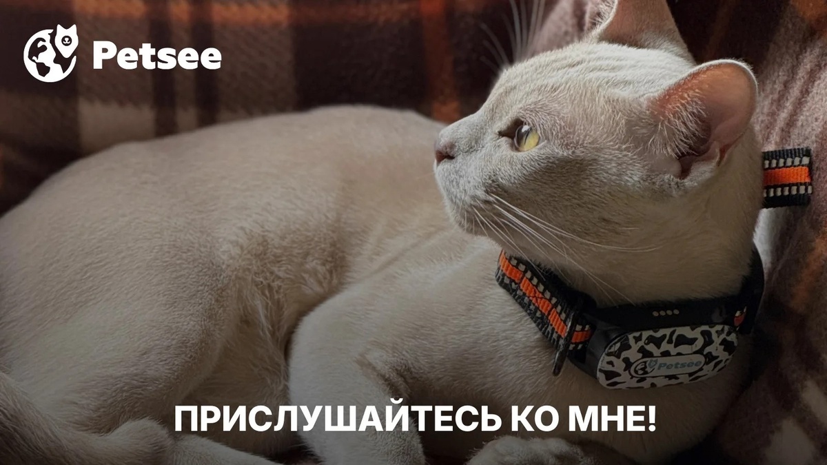 Кошка заболевает не вдруг: 9 тревожных сигналов, которые хозяева замечают слишком поздно
