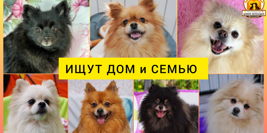 Вау! Шпицы! Маленькие красотки в поисках дома и хозяина! Приезжайте в Домик Мелкашей в Балашихе и заберите домой пушистое чудо ♥️