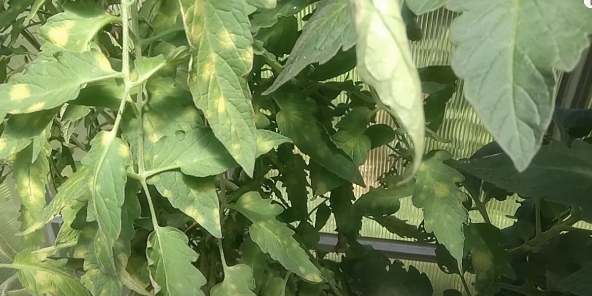 Ссылка на изображение https://cdn.lifehacker.ru/wp-content/uploads/2025/07/klad1_1753396492-e1753396617484.jpg