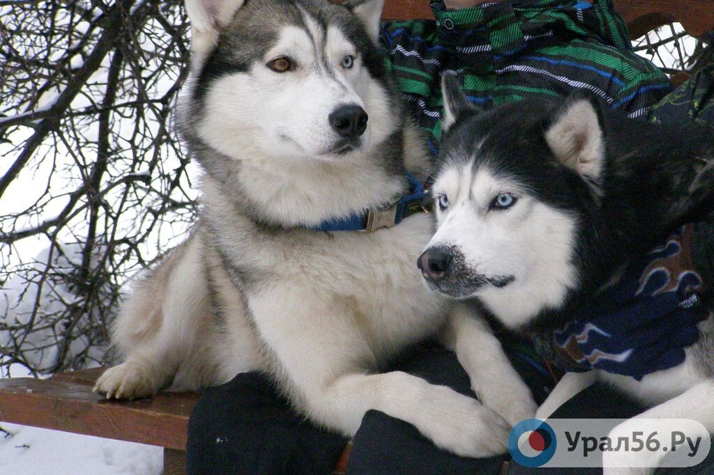    В Оренбурге определили места, где можно выгуливать домашних собак, и территории, где это делать запрещено
