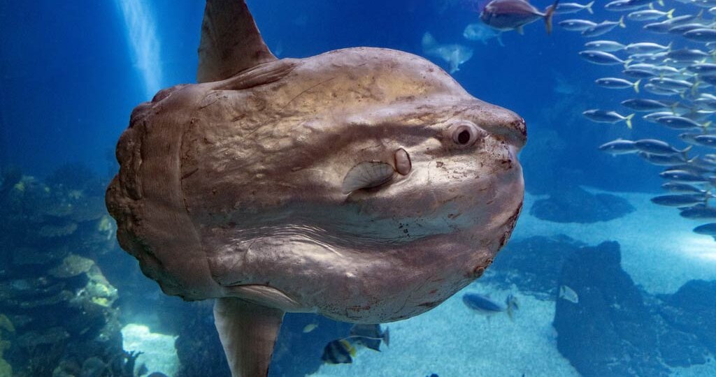 Подводный мир: 12 самых забавных и удивительных рыб на планете