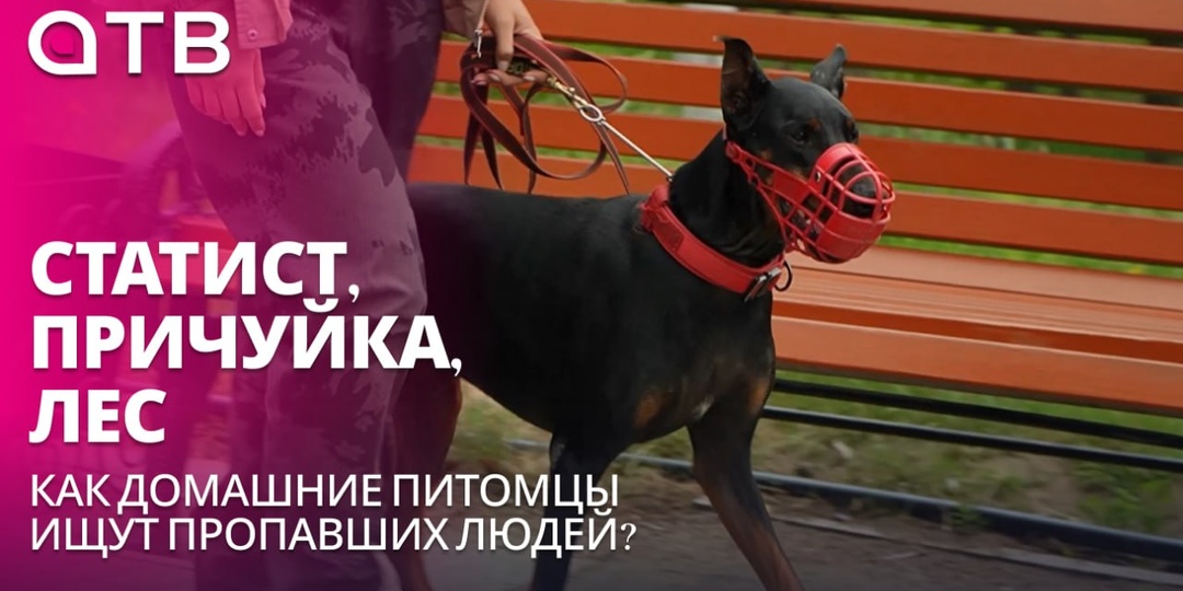 Статист, причуйка, лес