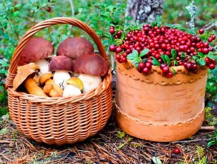 Использование даров природы в СССР и в постсоветский период: все по сезону