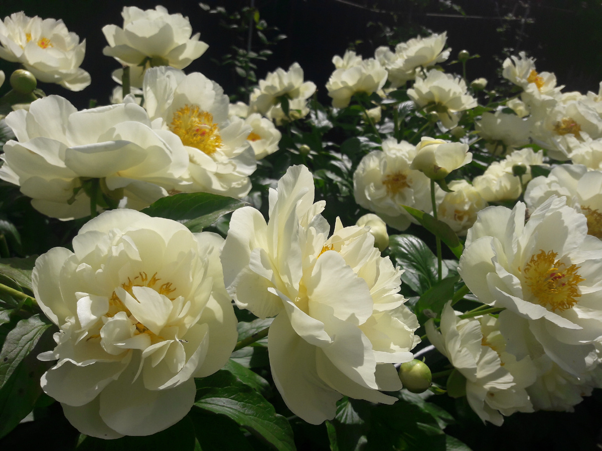 пион Lemon Chiffon 