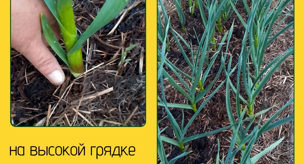 Баян-Улгий на моём участке: как высокие грядки переписывают климат