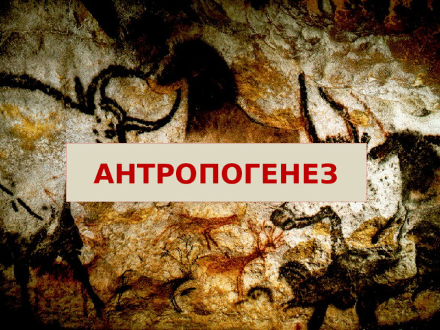 Антропогенез - процесс эволюции человека разумного.