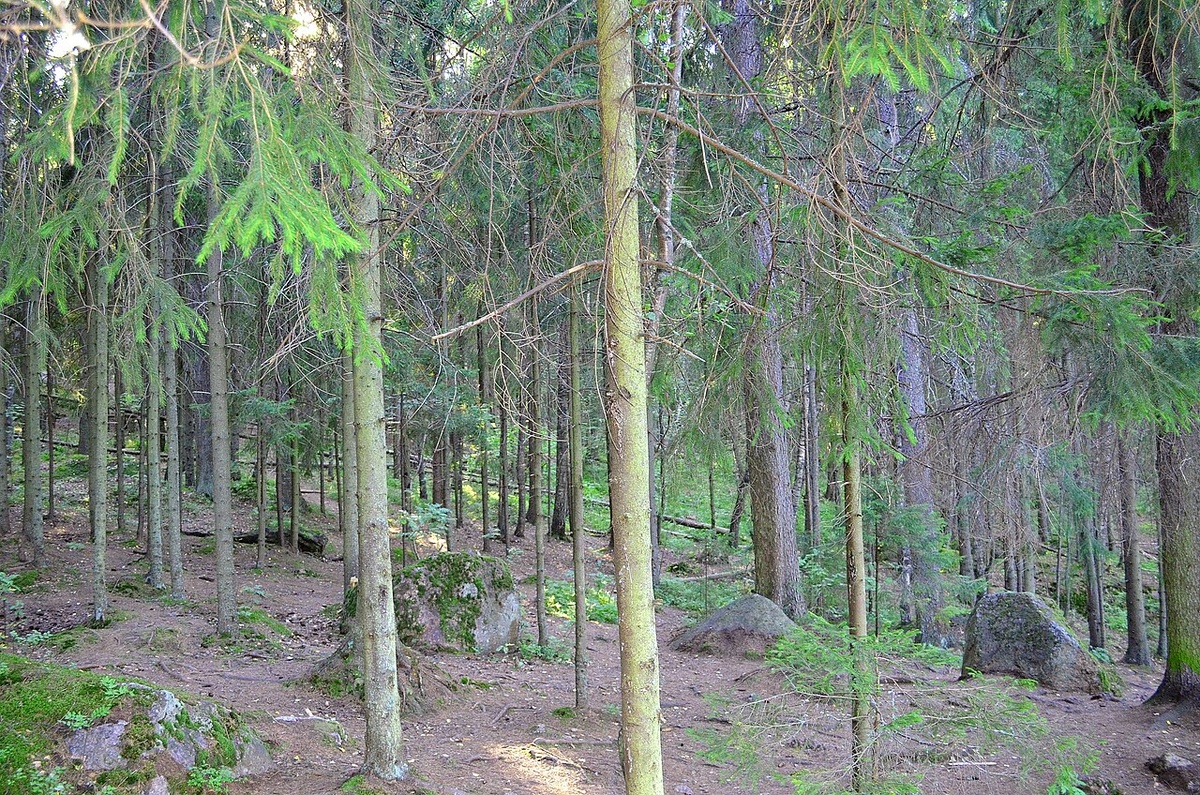 Фото: GAlexandrova, CC BY-SA 4.0, via Wikimedia Commons