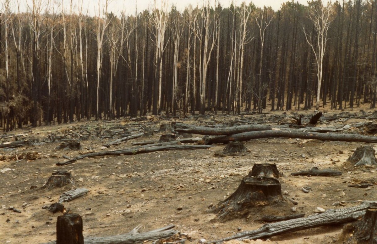 Википедия📷Лес, пострадавший от пожара в Австралии в 1983 году