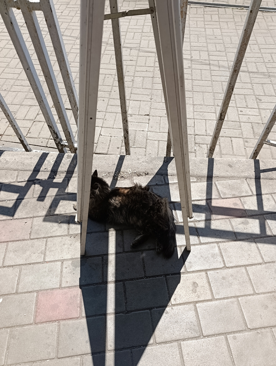 Горсадовский котик отдыхает в тени рекламного штендера.